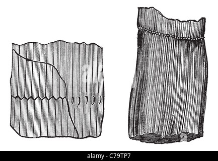 Kalamiten Fossil, graviert Vintage Illustration. Trousset Enzyklopädie (1886-1891). Stockfoto