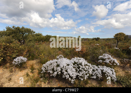 Wildblumen im zeitigen Frühjahr, Cape Le Grand Nationalpark in der Nähe von Esperance, Western Australia, Australien Stockfoto