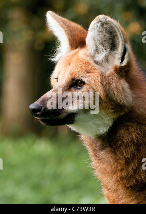 Mähnenwolf (Kopfschuss) Stockfoto