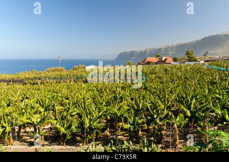 Bananen-Plantage an der Küste, Puerto De La Cruz, Teneriffa, Kanarische Inseln, Spanien, Europa Stockfoto