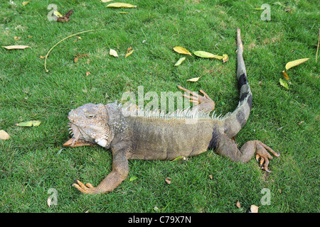 Land-Leguan auf dem Rasen in Guayaquil, Ecuador Stockfoto