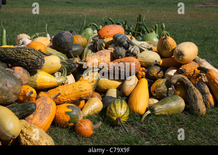 Kürbisse und verschiedene Kürbisse Michigan USA Stockfoto