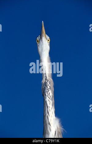 Das Great Blue Heron, gekennzeichnet durch einen sehr langen Hals ist der größte Reiher in Nordamerika. Das Porträt zeigt seinen Kopf und Hals vor blauem Himmel. Stockfoto