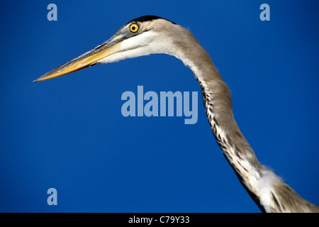 Das Great Blue Heron, gekennzeichnet durch einen sehr langen Hals ist der größte Reiher in Nordamerika. Das Porträt zeigt seinen Kopf und Hals vor blauem Himmel. Stockfoto