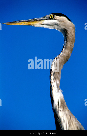 Das Great Blue Heron, gekennzeichnet durch einen sehr langen Hals ist der größte Reiher in Nordamerika. Das Porträt zeigt seinen Kopf und Hals vor blauem Himmel. Stockfoto