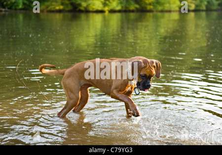 Boxer, die gemischte Rasse Hund spielen im Teich in Floyd County, Indiana Stockfoto