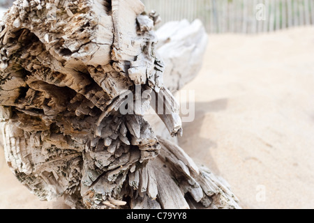 Makro-Detail eines großen Log von Treibholz in den Sand am Strand mit textfreiraum Verlegung hautnah. Stockfoto