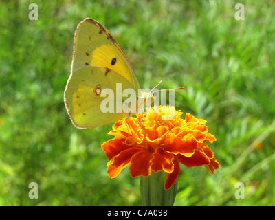 gelben Schmetterling (Schwefel) auf Blume (Ringelblume) Stockfoto