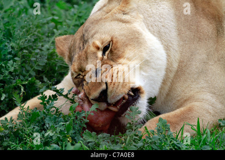 Fütterung auf Knochen bei der Fütterung im Tygerberg Zoo Löwin. Stockfoto