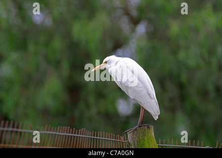 Kuhreiher (Bubulcus ibis) sitzen auf einen Posten in der Western Cape Provinz von Südafrika. Stockfoto
