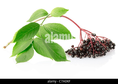 Holunder, Sambucus Nigra branch Stockfoto