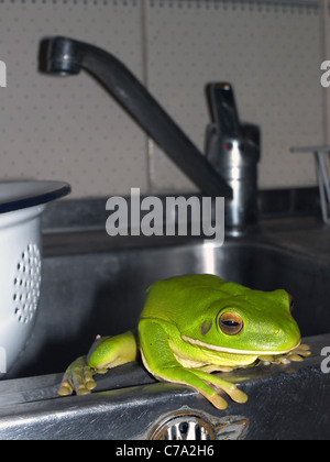 Weißlippen-grüner Laubfrosch (Litoria Infrafrenata) auf Küchenspüle, Cairns, Queensland, Australien Stockfoto