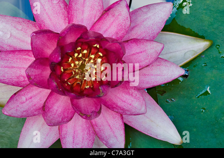 Detail der rosa Water Lilly in voller Blüte Stockfoto