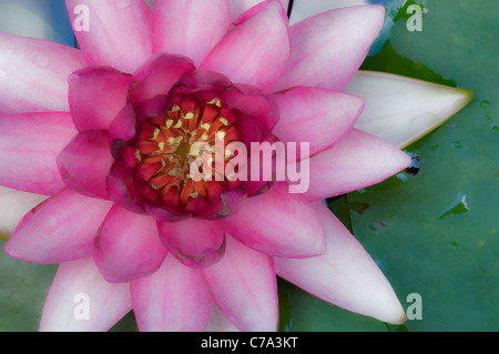 Aquarelleffekt auf Detail der rosa Water Lilly in voller Blüte Stockfoto