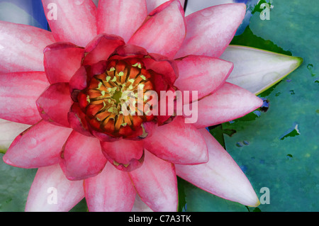 Aquarelleffekt auf Detail des roten Water Lilly in voller Blüte Stockfoto