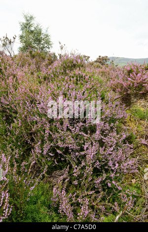 Gemeinsamen Heidekraut (Calluna Vulgaris) in Zentral-Schottland Stockfoto