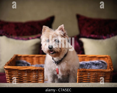 Ein Cairn-Terrier Hund mit Wohnsitz in einem Hotel, das Haustier Hunde UK begrüßt Stockfoto