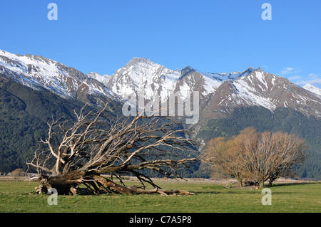 Mount Aspiring Straße Ausblicke auf die Schaffarm Kopf Vierteln mit begrünten Felder und Bäume vor alpiner Kulisse. Stockfoto