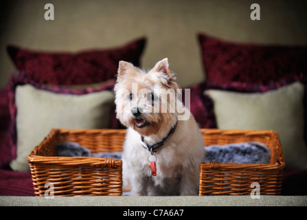 Ein Cairn-Terrier Hund mit Wohnsitz in einem Hotel, das Haustier Hunde UK begrüßt Stockfoto