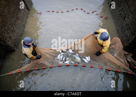 British Waterways Ökologen abtropfen lassen die Seite Teiche von Caen Hill Lock Flug in der Nähe von Devizes, Wiltshire, überfüllten Fisch St zu entfernen Stockfoto