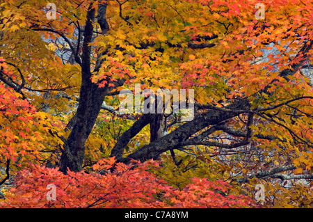 Herbst-Farbe Ahorn-Blätter und Zweige entlang der Cherohala Skyway im Nantahala National Forest in North Carolina Stockfoto