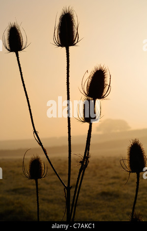 Teasels (Dipsacus fullonum) gegen einen Golden Sky bei Sonnenaufgang im Winter. Stockfoto