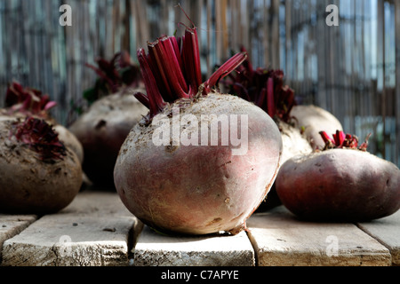 Rote Beete (Beta Vulgaris var. Rubra), Schutz des Gartens Stockfoto