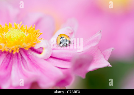 Japanische Anemone "Pretty Lady Emily", Anemone X hybrida "Lady Emily" mit einer sieben vor Ort 7-Punkt Marienkäfer ruhen auf den Blütenblättern. Stockfoto