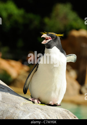 Pinguin zu Hause in Pinguin Strand, London Zoo. Stockfoto