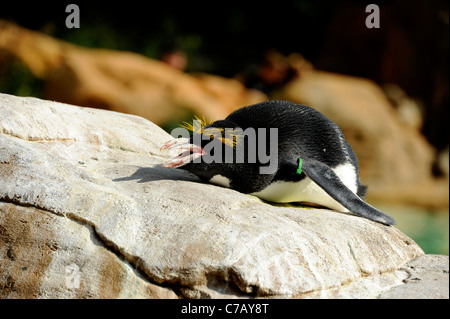 Pinguin zu Hause in Pinguin Strand, London Zoo. Stockfoto