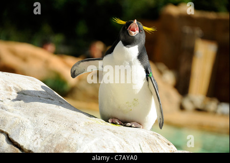 Pinguin zu Hause in Pinguin Strand, London Zoo. Stockfoto