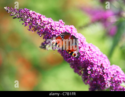 Pfau (Inachis Io) oder (Nymphalis Io) Schmetterling auf einem violetten Sommerflieder Busch (Sommerflieder Davidii) Stockfoto