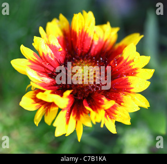 Eine Decke Blume oder Gaillardia mit roten und gelben Blütenblättern Stockfoto