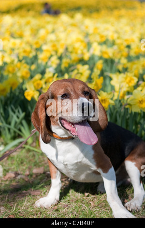 Eine süße Beagle Hund sitzt neben dem Feld der gelben Narzissen im Frühjahr. Stockfoto