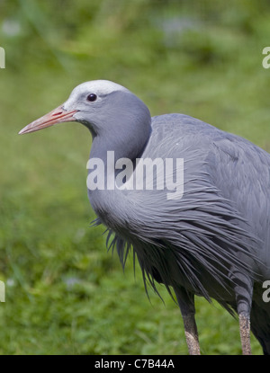 Stanley Kran (Anthropoides Paradisea) Stockfoto