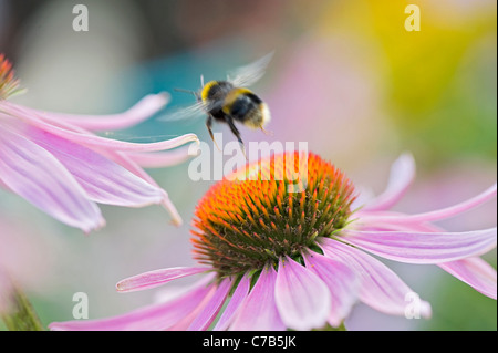 Echinacea Purpurea östlichen lila Kegel Blumen oder Sonnenhut mit eine Hummel, sammeln von pollen Stockfoto