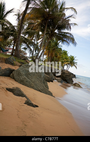 Wunderschöne golden Sands und Kokosnuss-Palmen, mit Blick auf den Strand in Luquillo Puerto Rico. Stockfoto