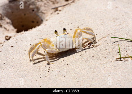 Eine tropische gelbe Karibik Krabbe steht nahe dem Loch im Sand es gräbt in. Stockfoto