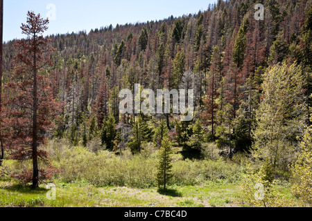 Tot immergrüne Bäume aus Mountain Pine Käferbefall, RTE 200, Montana, USA Stockfoto