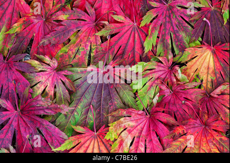 Acer Japonicum Attaryi verlässt. Japanischer Ahorn Laubfärbung im Herbst. Rot Acer Blatt Muster Stockfoto