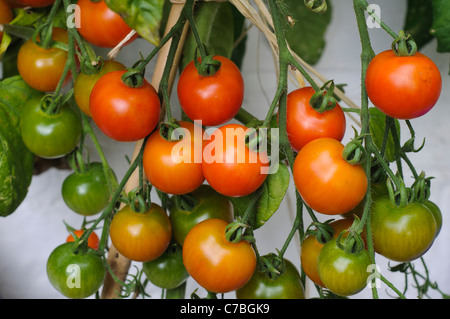 Tomaten Reifen auf den Busch im freien gegen eine weiße Wand Stockfoto