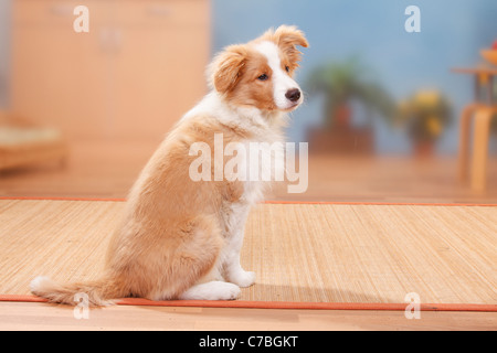 Border Collie, Welpe, 14 Wochen, australischer rot-weiß Stockfoto