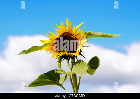 Sonnenblumen wachsen in einem Feld in der Weald of Kent, in der Nähe von Tunbridge Wells. Globale Erwärmung? Stockfoto