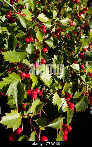 Weißdornbeeren (Crataegus, Rosengewächse) Stockfoto