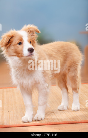 Border Collie, Welpe, 14 Wochen, australischer rot-weiß Stockfoto