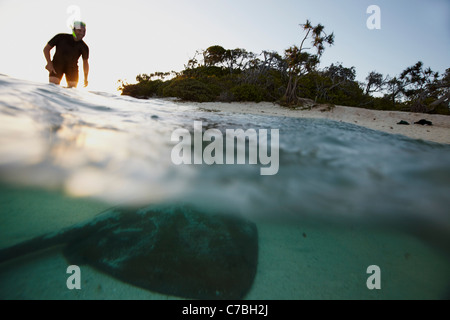 Schnorchler und Stachelrochen ist am späten Nachmittag in der Nähe von Heron Island Ostteil Bestandteil der Capricornia Cays Nationalpark Great Barrier Stockfoto