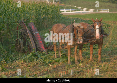 Amish Mais Cutter und Pferdegespann USA Stockfoto