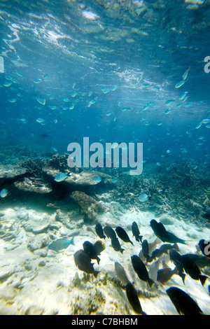 Blue Reef Fischschwarm Wilson Island Teil der Capricornia Cays Nationalpark Great Barrier Reef Marine Park UNESCO Welt Her Stockfoto