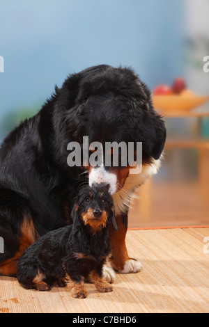 Berner Sennenhund und Miniature Wirehaired Dachshund Stockfoto