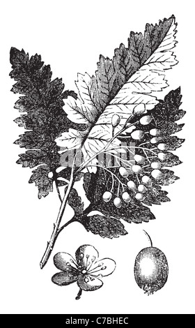 Esche weiß oder Fraxinus Americana oder American Ash Vintage Gravur. Alten gravierte Darstellung der Esche weiß. Stockfoto